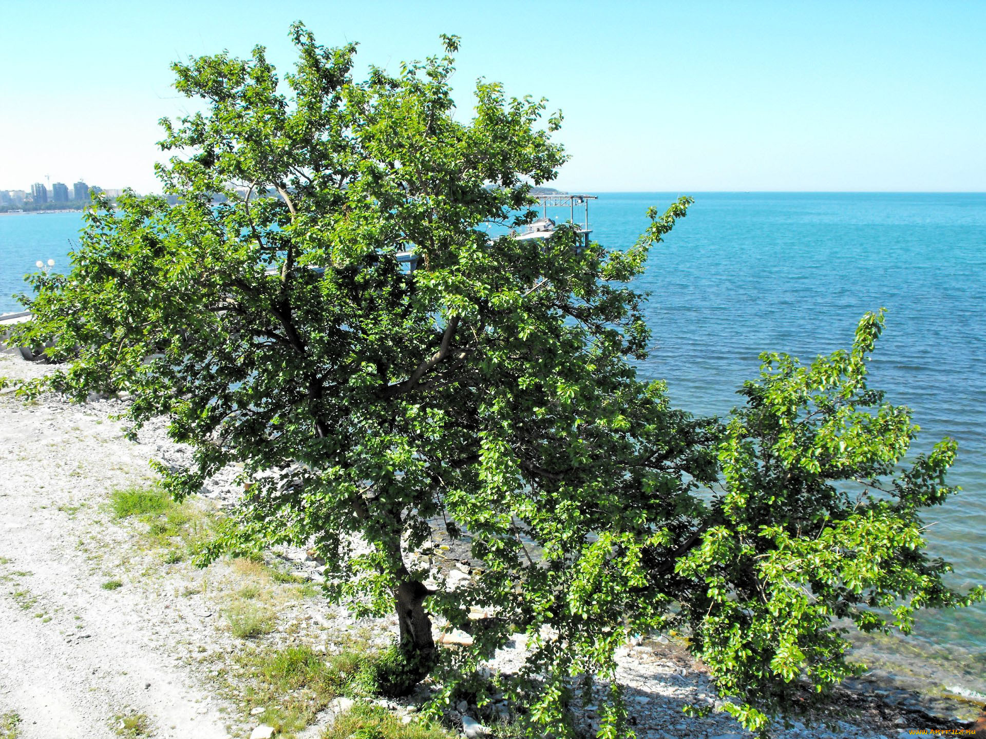 Кипарис Геленджик дерево